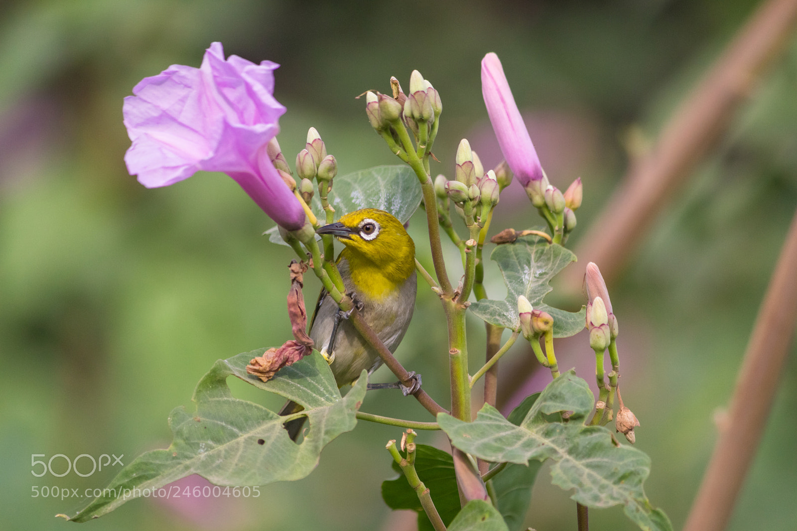 Canon EOS 700D (EOS Rebel T5i / EOS Kiss X7i) sample photo. Wildlife photography