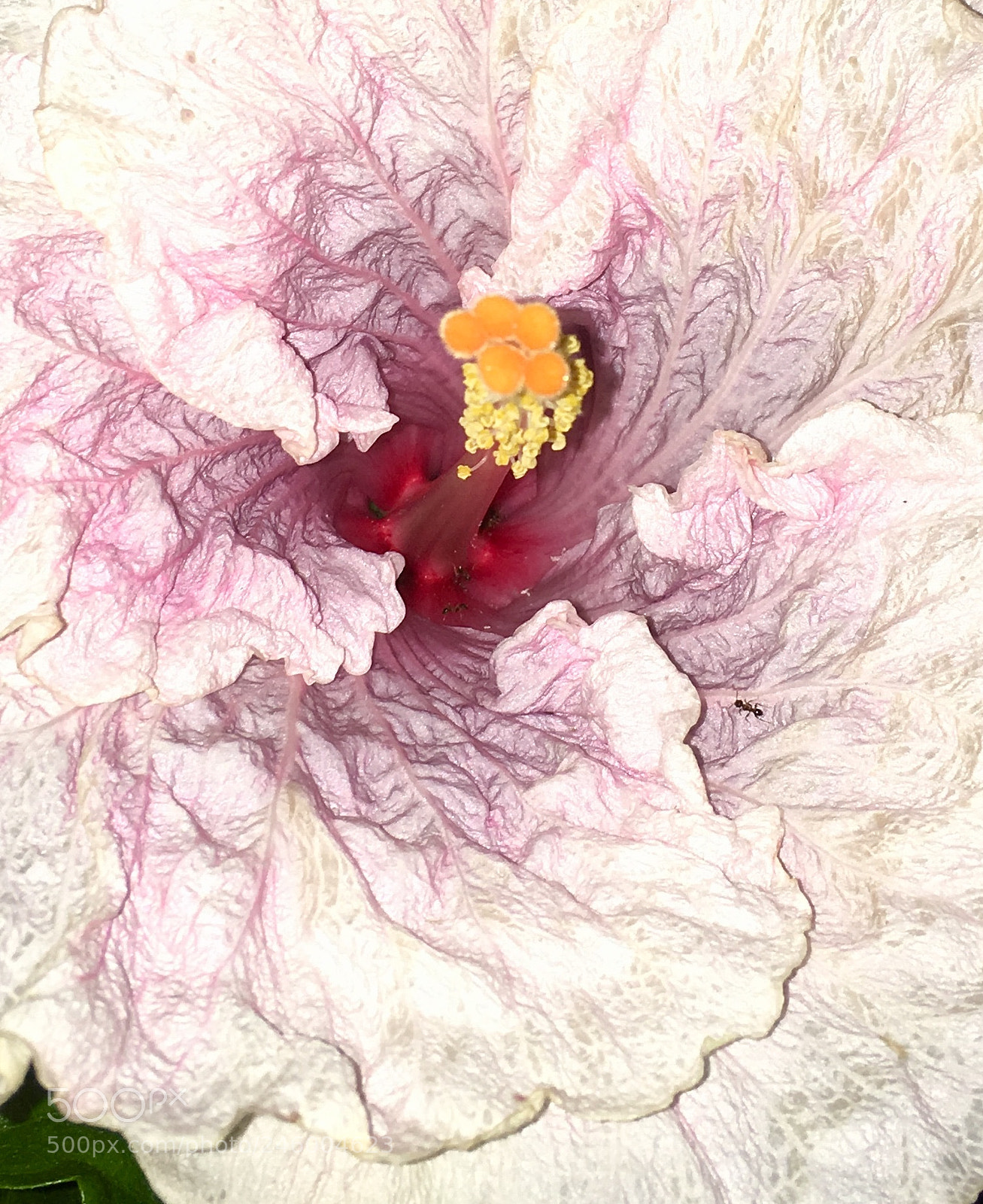 Apple iPhone 6s sample photo. Crinkled hibiscus flower. photography