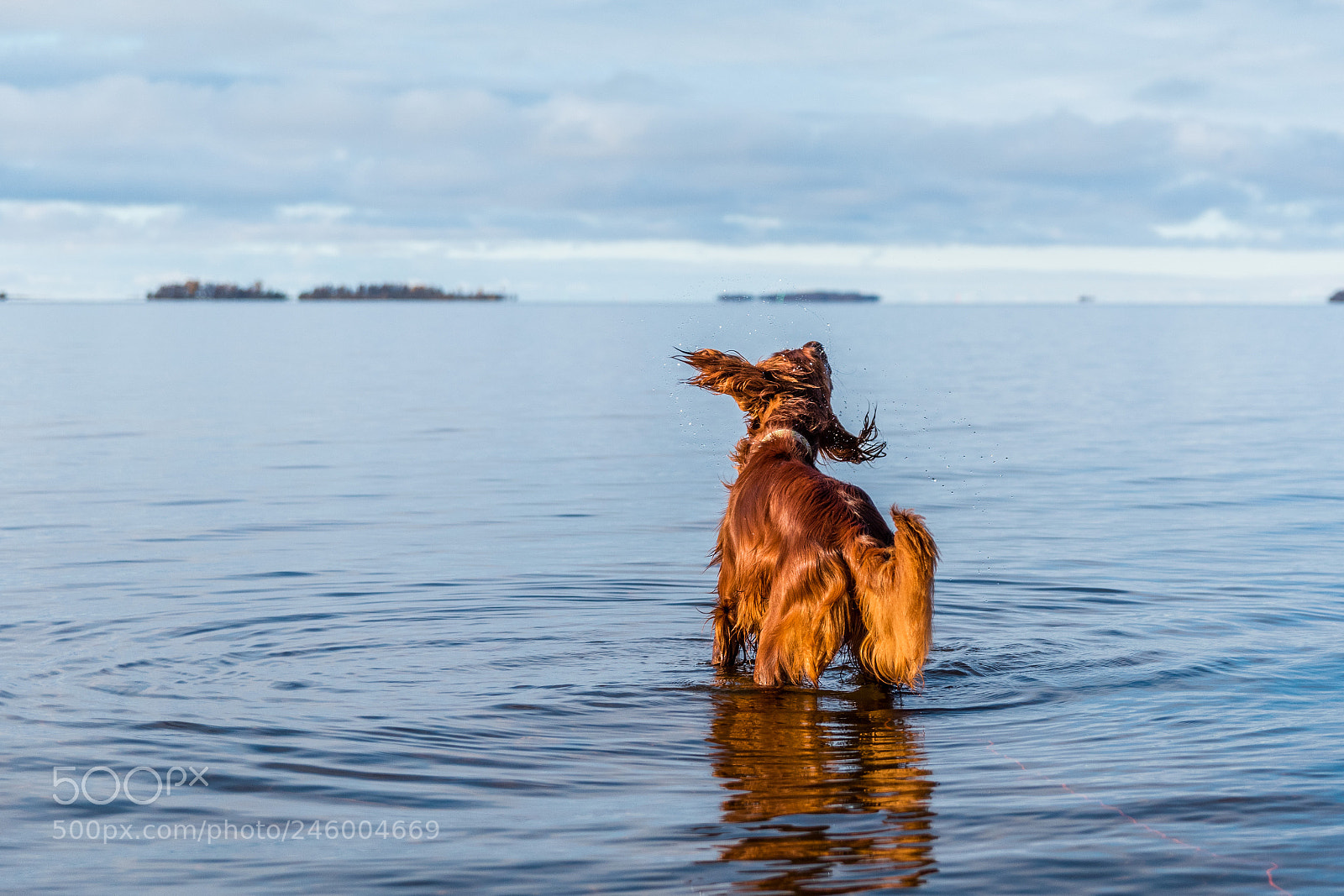 Nikon D5600 sample photo. In the water photography