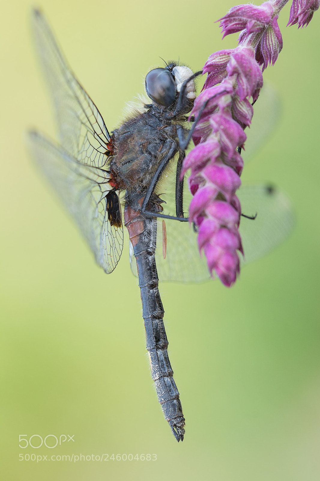 Nikon D5200 sample photo. Dragonfly photography