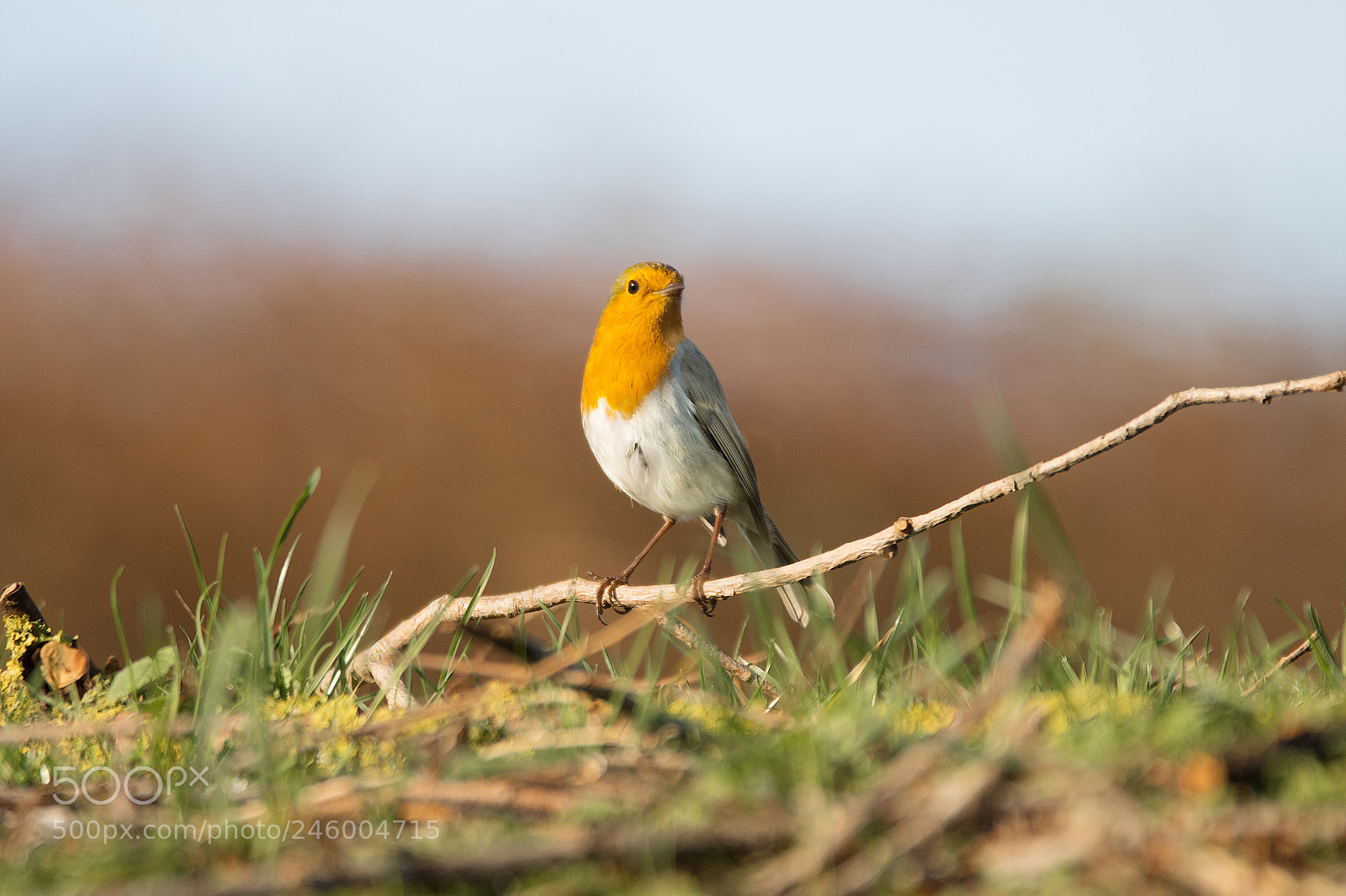 Canon EOS 7D Mark II sample photo. Robin photography