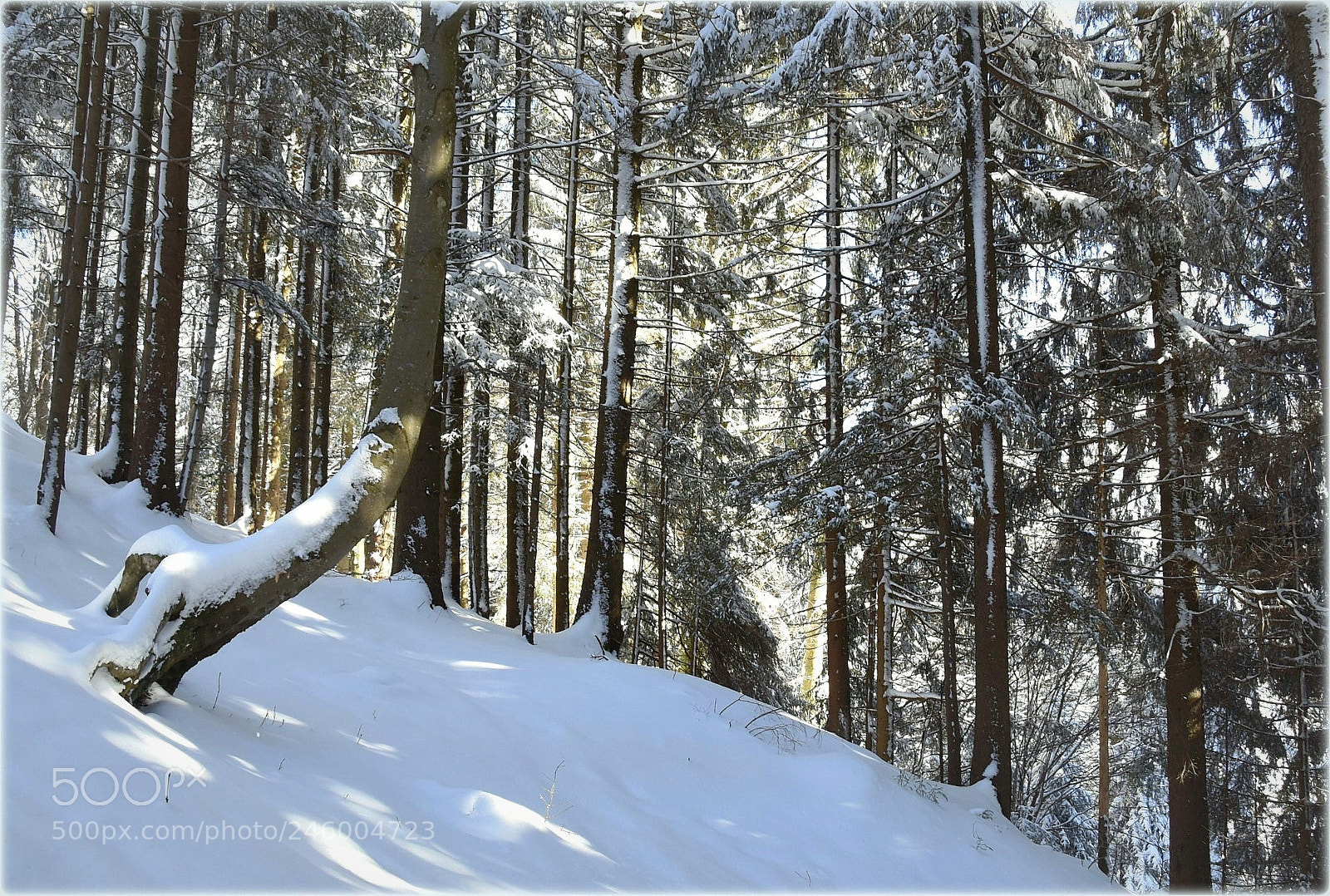 Nikon D810 sample photo. "forrest" photography