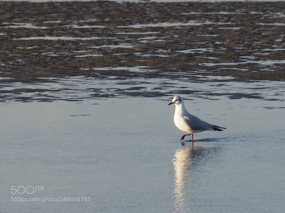 Olympus OM-D E-M5 II sample photo. Nordsee photography