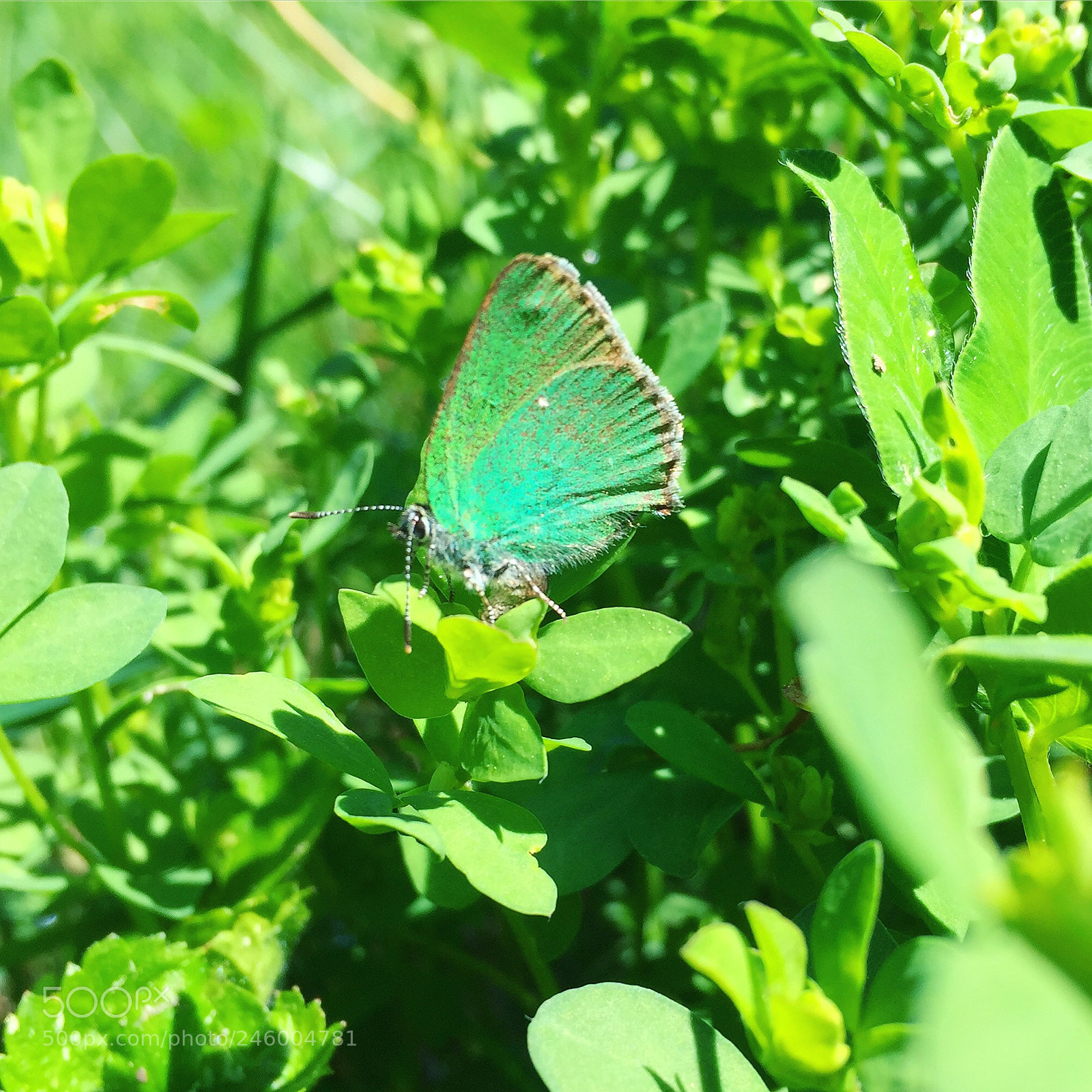 Apple iPhone 6 sample photo. Vibrant green photography