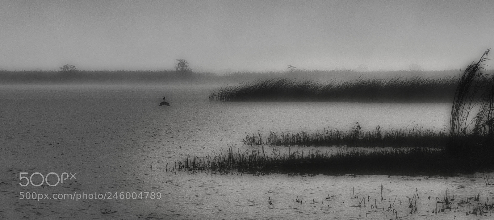 Nikon D7200 sample photo. Misty morning on mobile photography