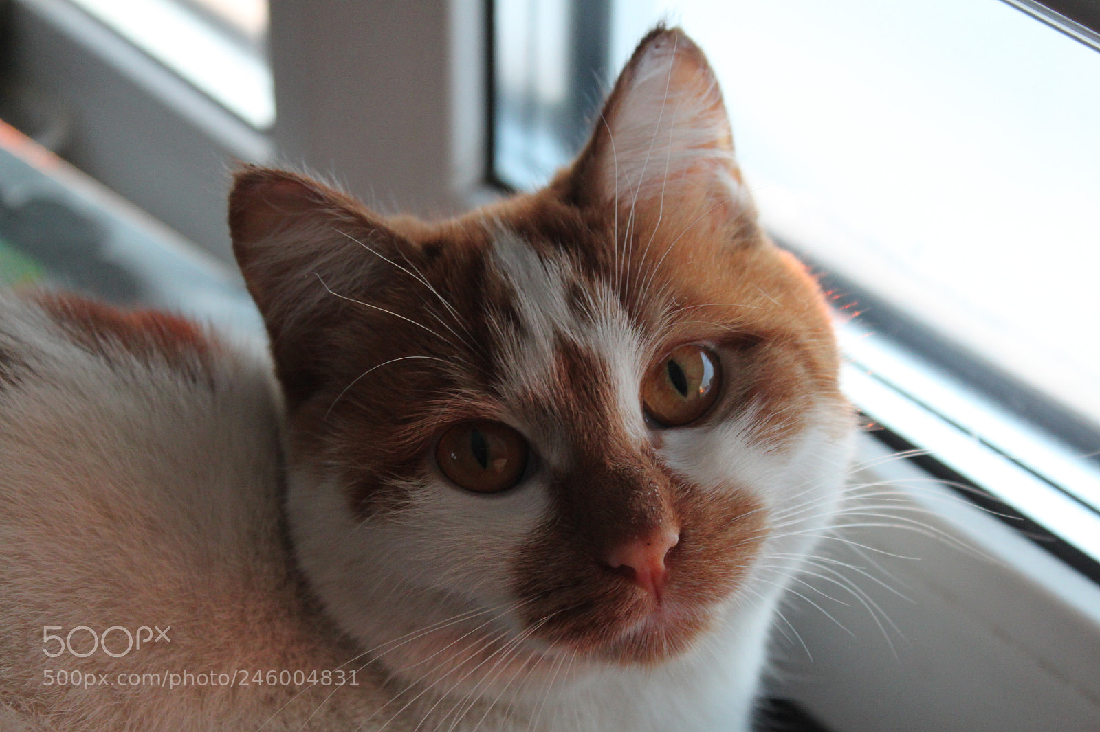 Canon EF-S 18-55mm F3.5-5.6 IS sample photo. Cat photography