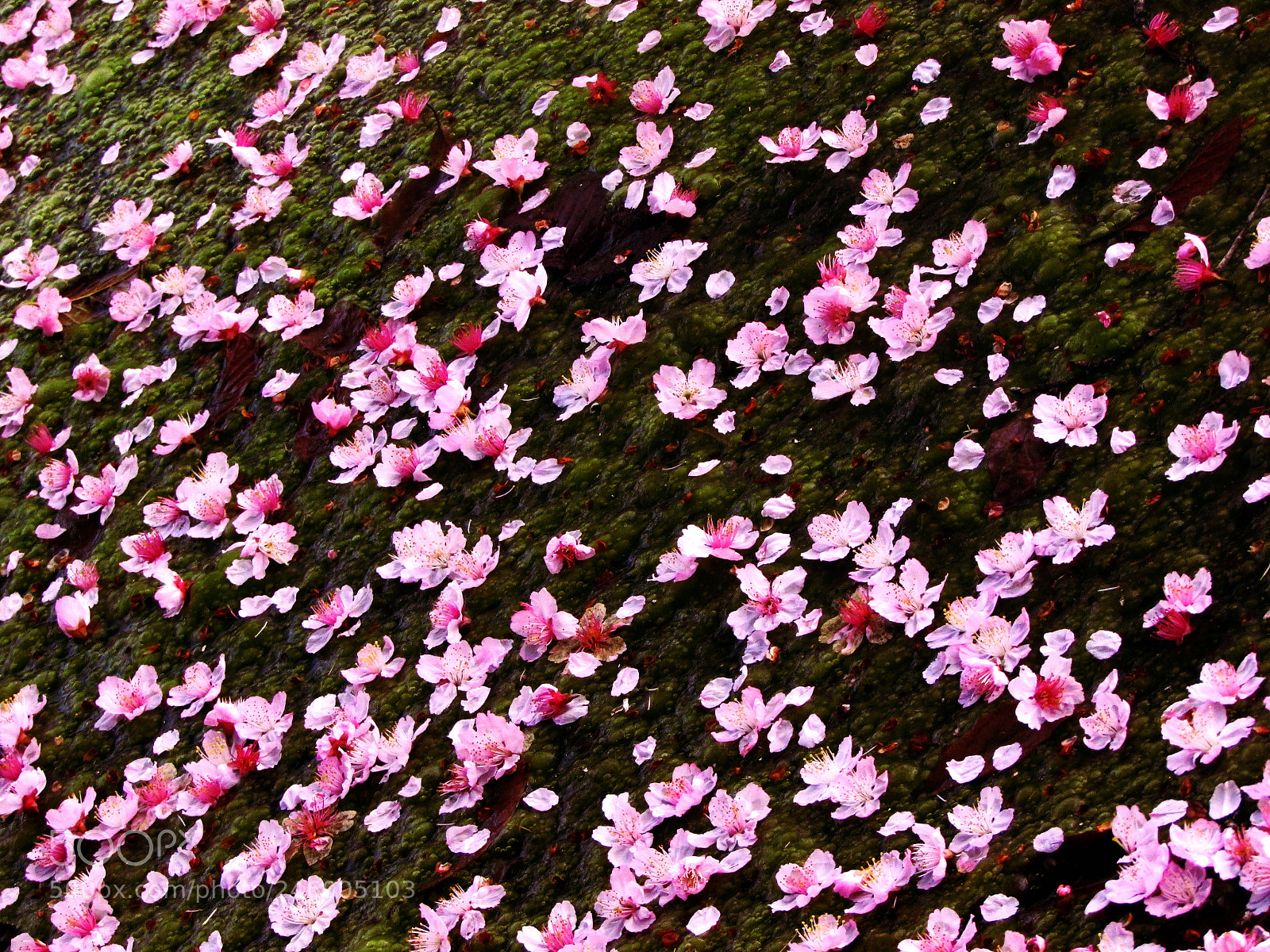 Canon PowerShot SX500 IS sample photo. Musgo cerejeira photography