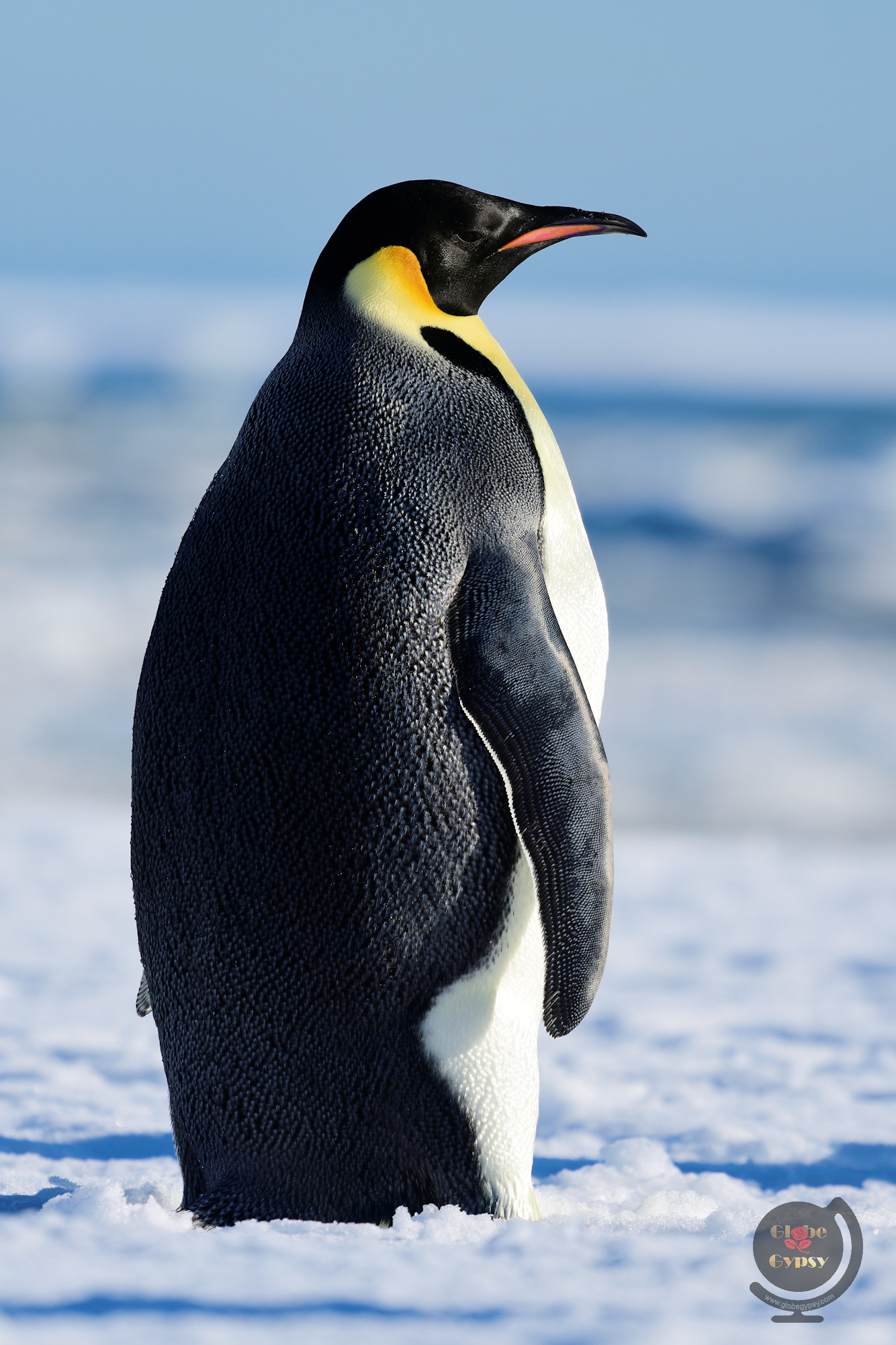Nikon Nikkor AF-S 300mm F4E PF ED VR sample photo. Penguin profile photography