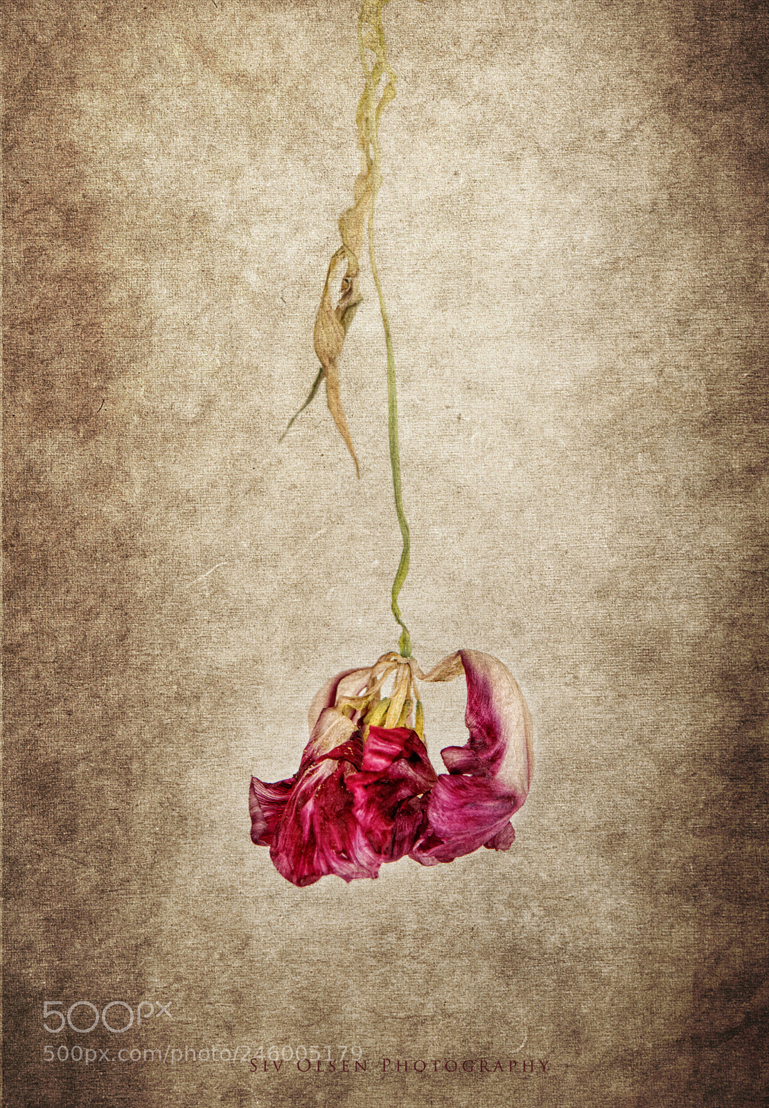 Nikon D7100 sample photo. ~ dead beauty ~ photography
