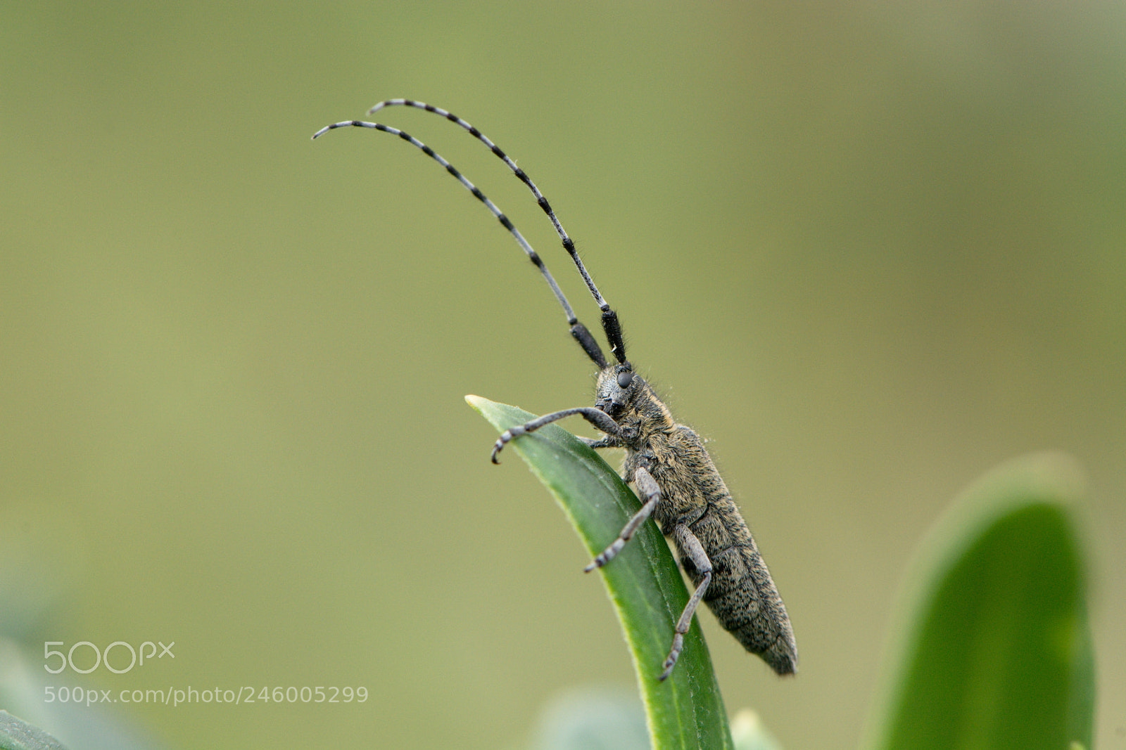 Nikon D7100 sample photo. Beatle photography