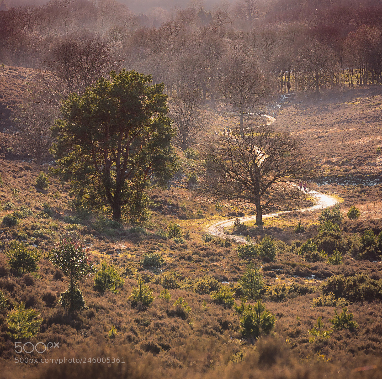 Sony a7 II sample photo. Intimate moorland photography