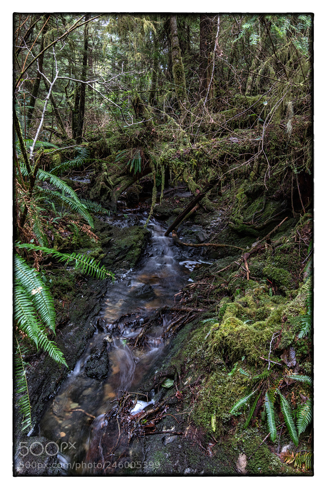 Canon EOS 6D Mark II sample photo. Forest photography