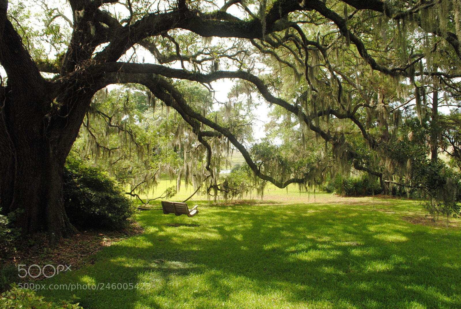 Nikon D3000 sample photo. Still swing photography