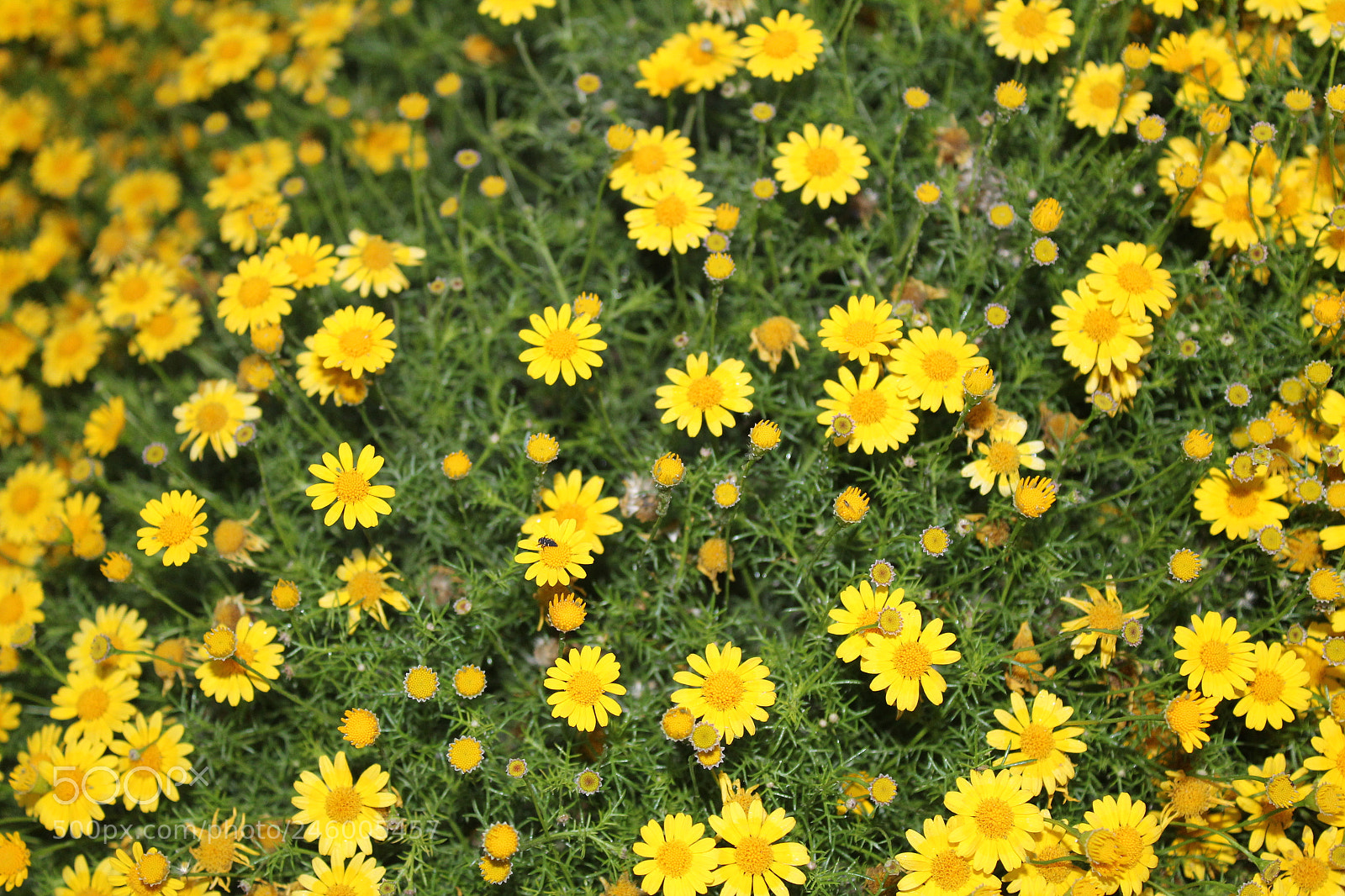 Canon EF-S 18-55mm F3.5-5.6 III sample photo. Img photography