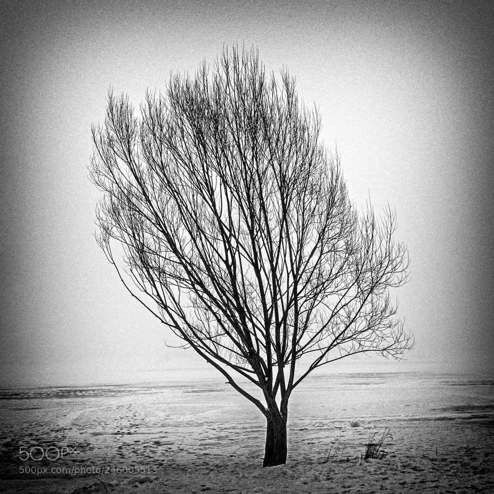 Olympus PEN E-PL6 sample photo. Tree photography