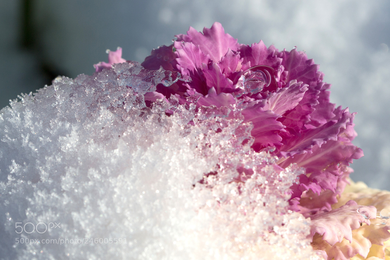 Canon EOS 700D (EOS Rebel T5i / EOS Kiss X7i) sample photo. Chou couvert (covered cabbage) photography