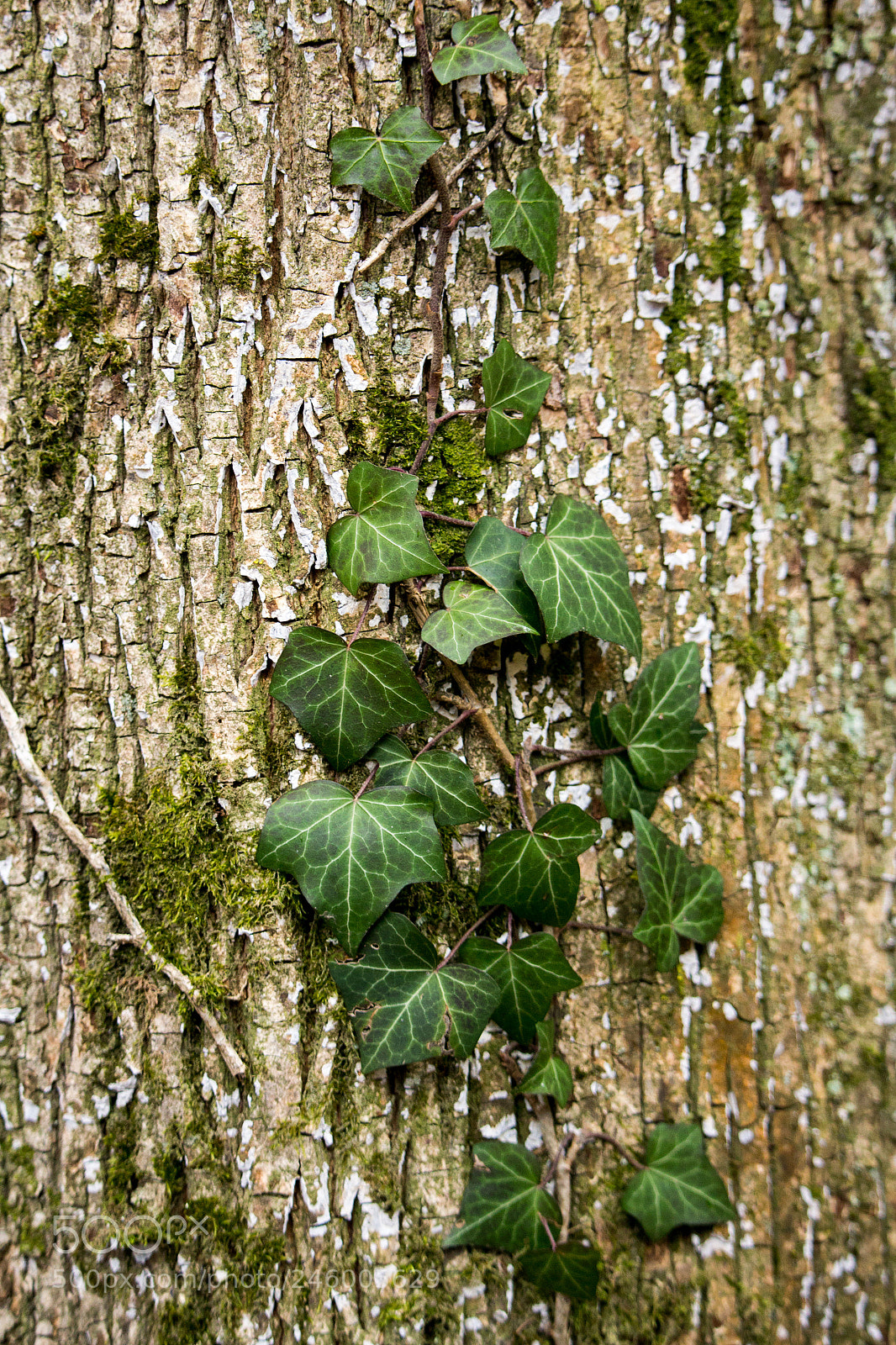 Canon EOS 700D (EOS Rebel T5i / EOS Kiss X7i) sample photo. Ivy on a tree photography