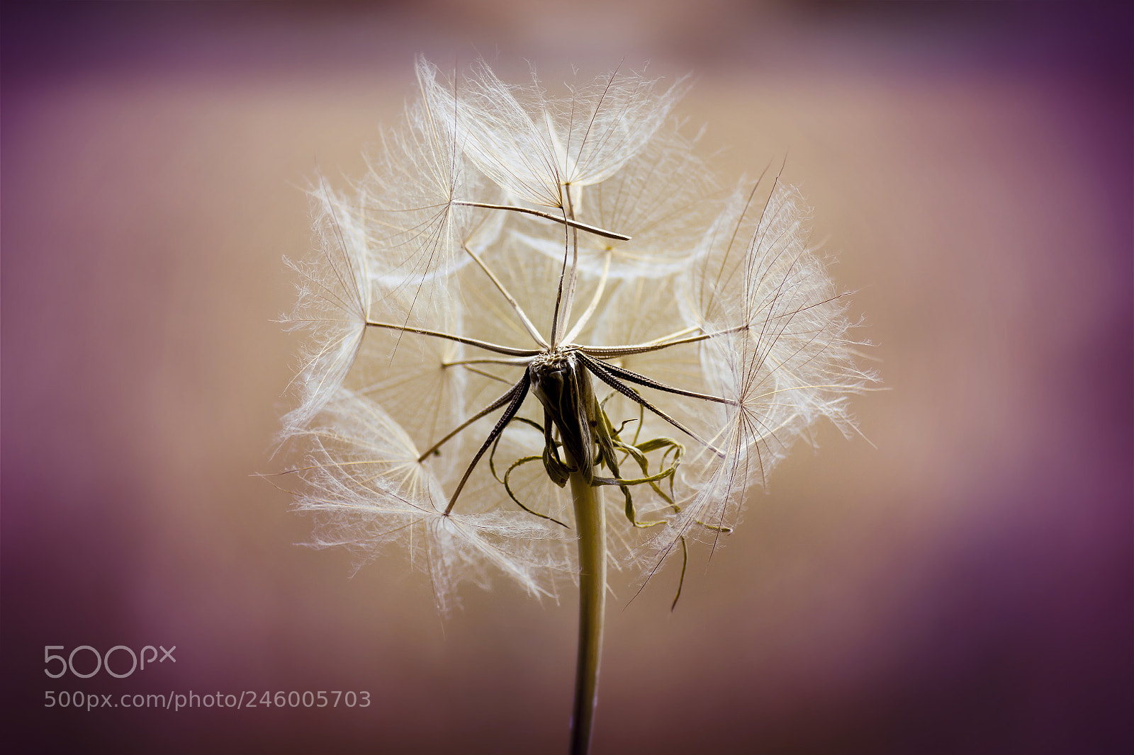 Canon EOS 50D sample photo. Dandelion photography