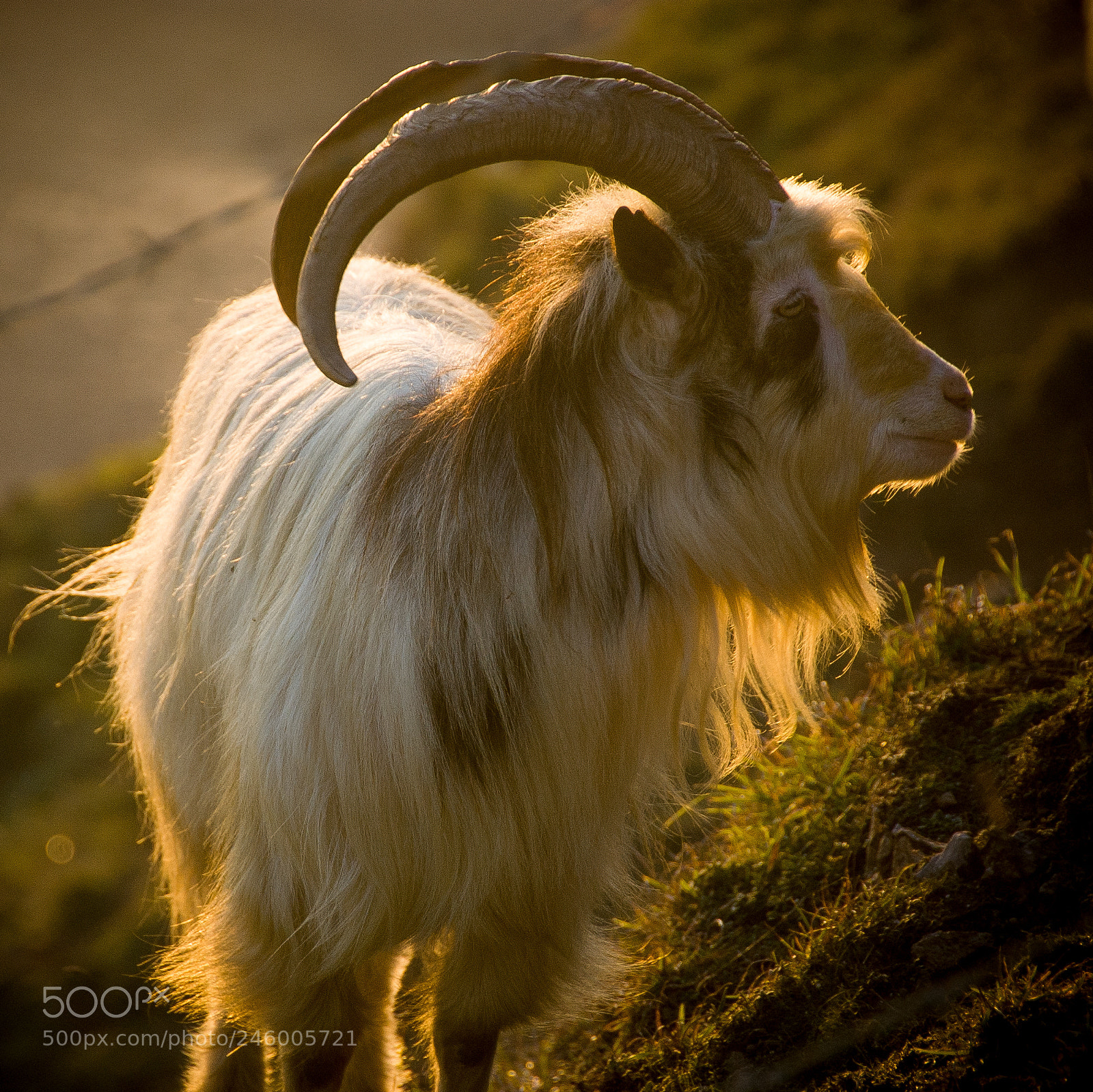 Nikon D50 sample photo. Brean down goat photography