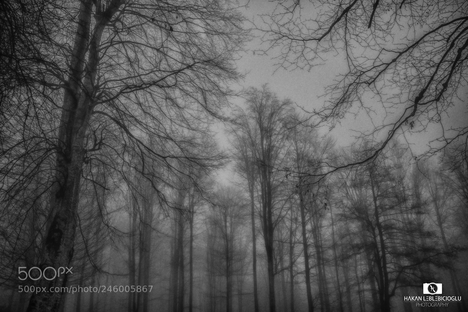 Nikon D7100 sample photo. Nebiyan fog photography