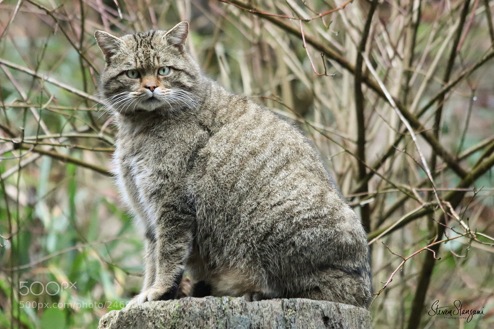 Canon EOS 77D (EOS 9000D / EOS 770D) sample photo. Wildcat photography