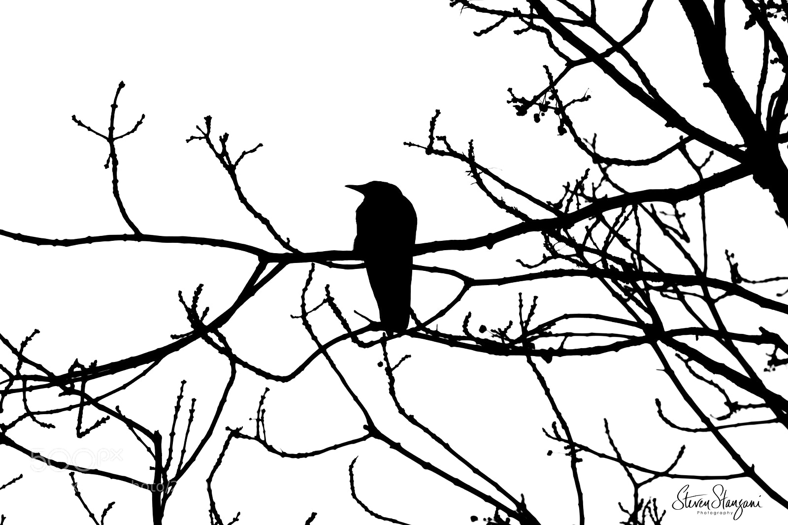 Canon EOS 77D (EOS 9000D / EOS 770D) sample photo. Crow photography