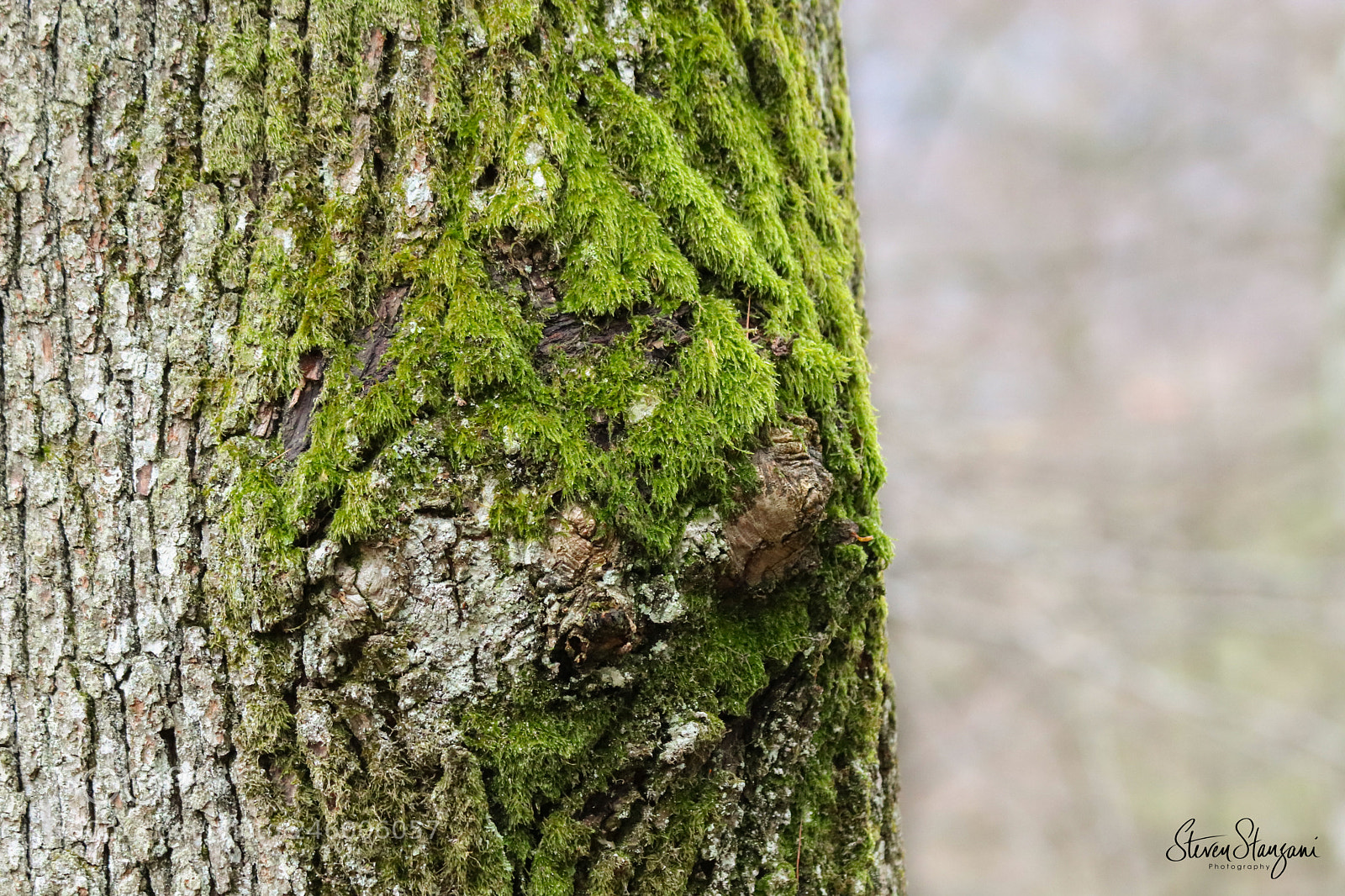 Canon EOS 77D (EOS 9000D / EOS 770D) sample photo. Tree photography