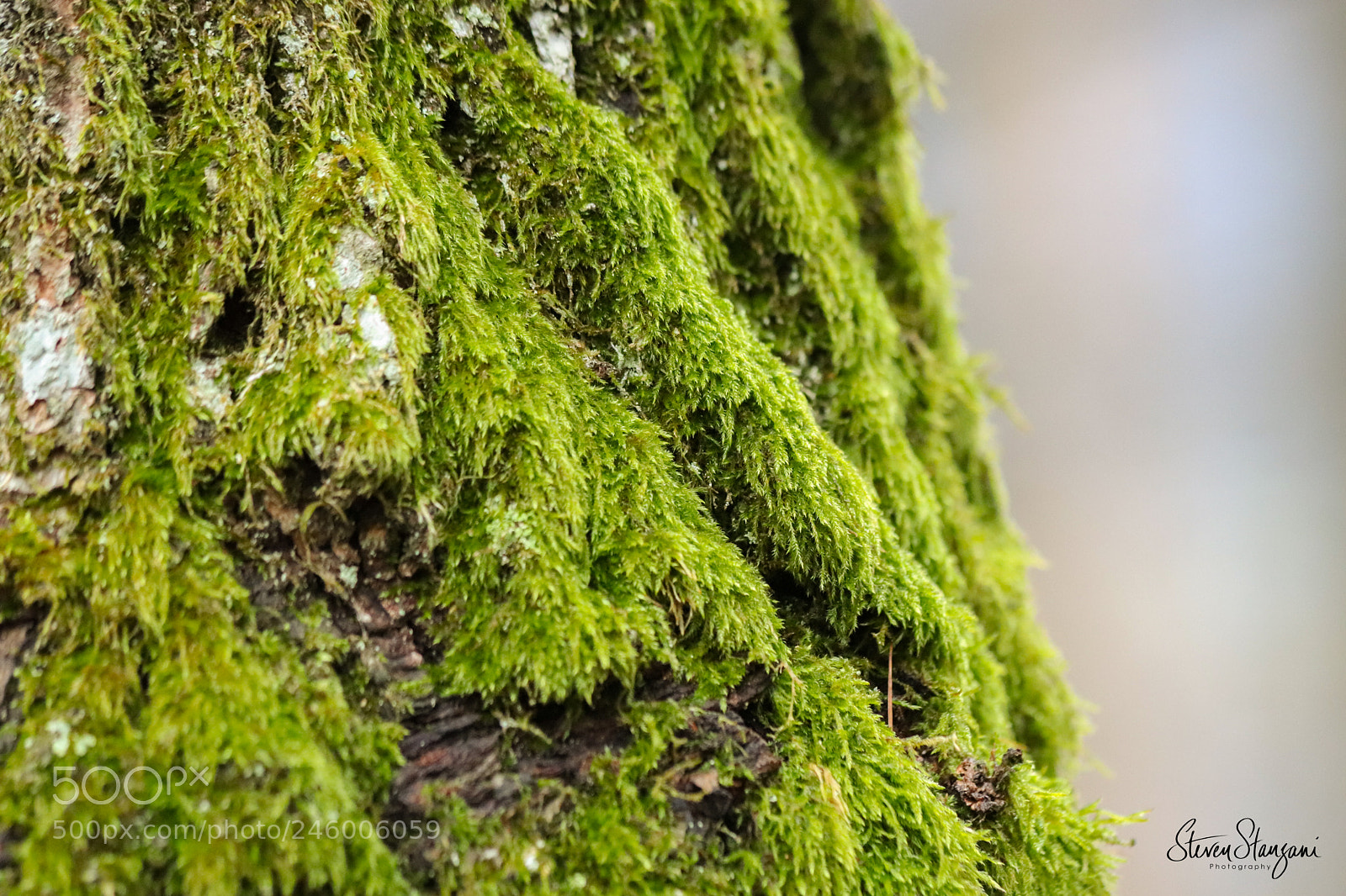 Canon EOS 77D (EOS 9000D / EOS 770D) sample photo. Tree photography