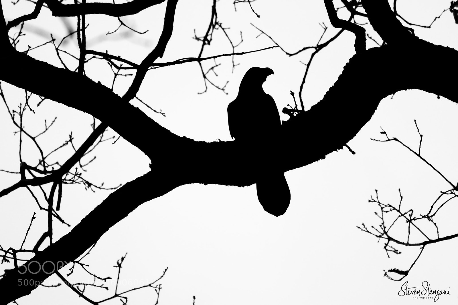 Canon EOS 77D (EOS 9000D / EOS 770D) sample photo. Crow photography