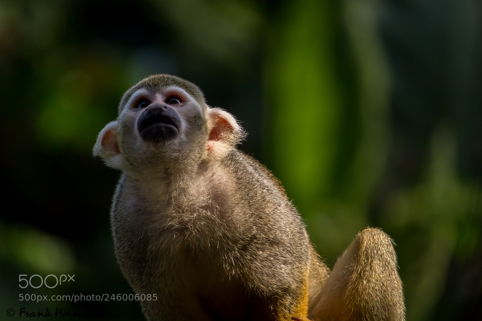 Canon EOS 600D (Rebel EOS T3i / EOS Kiss X5) sample photo. Squirrel monkey photography