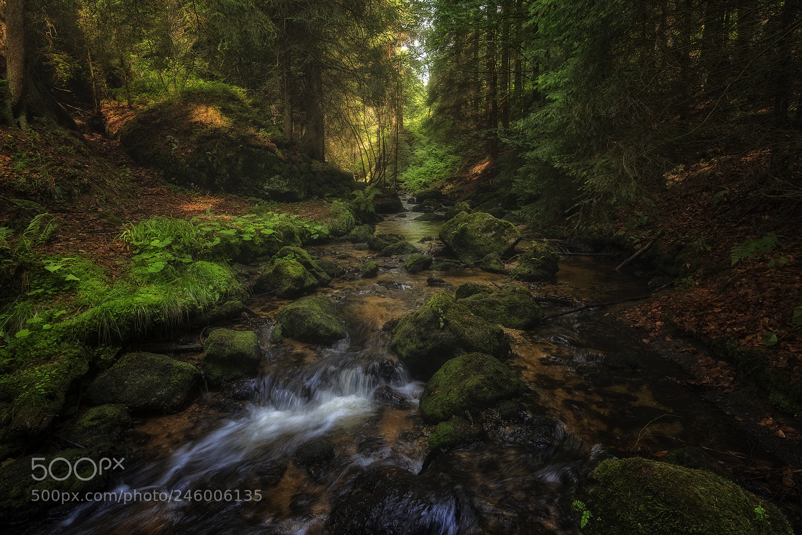 Nikon D810 sample photo. Forest scenes (16) photography