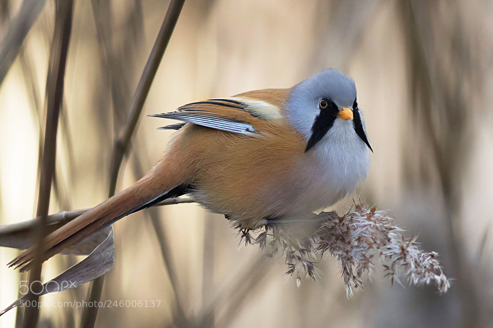 Canon EOS 7D Mark II sample photo. Bearded tit (male) photography