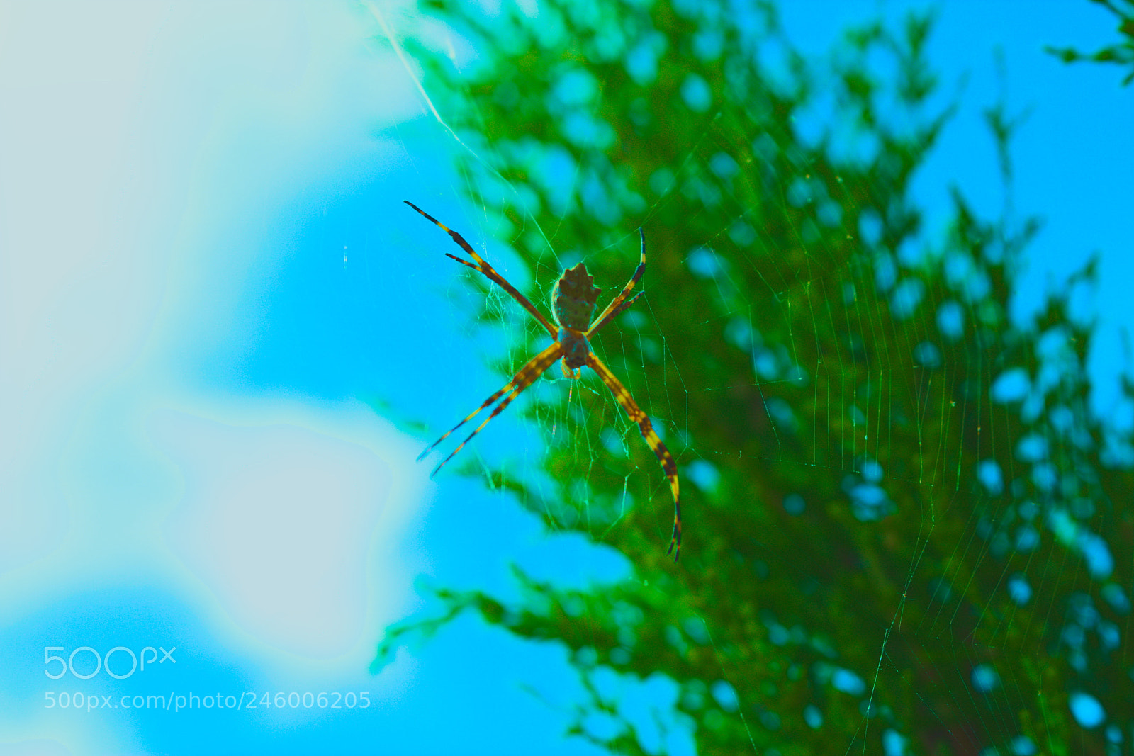 Canon EOS 750D (EOS Rebel T6i / EOS Kiss X8i) sample photo. Aranha de jardim photography