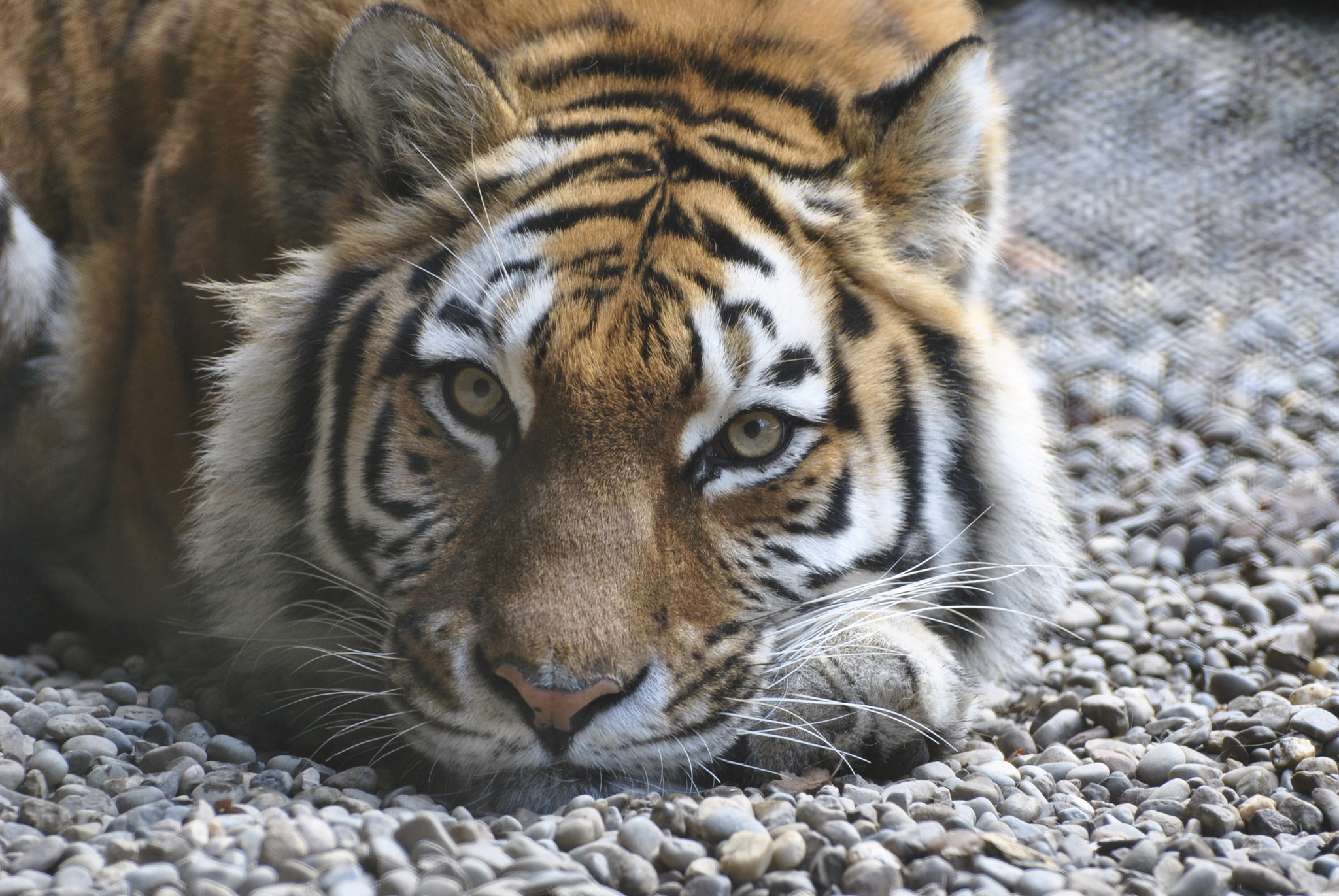 Nikon D3000 sample photo. Aus dem zürich zoo. photography