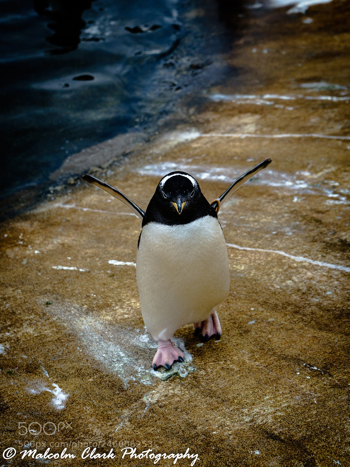 Sony a7 II sample photo. Penguin at edinburgh zoo photography