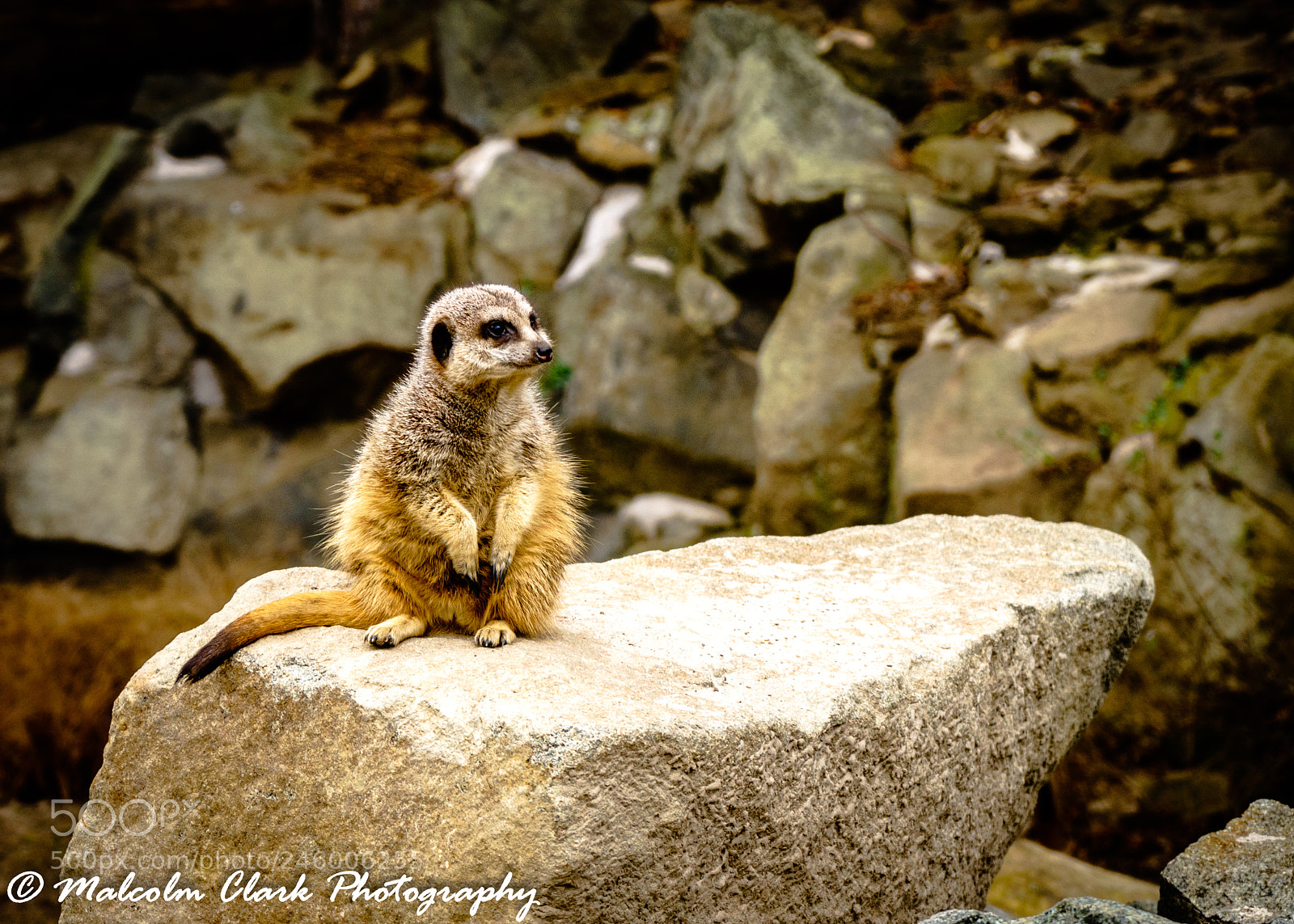 Sony a7 II sample photo. Meerkat at edinburgh zoo photography