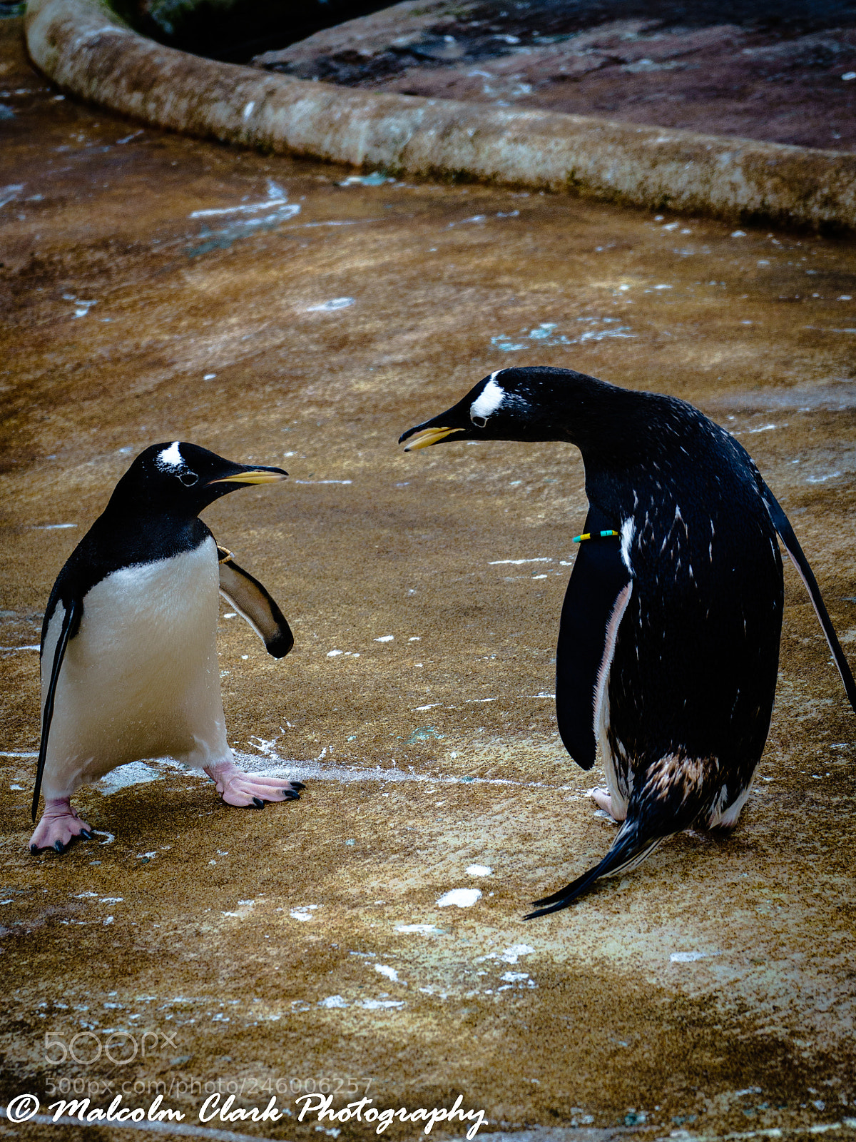 Sony a7 II sample photo. Penguin at edinburgh zoo photography
