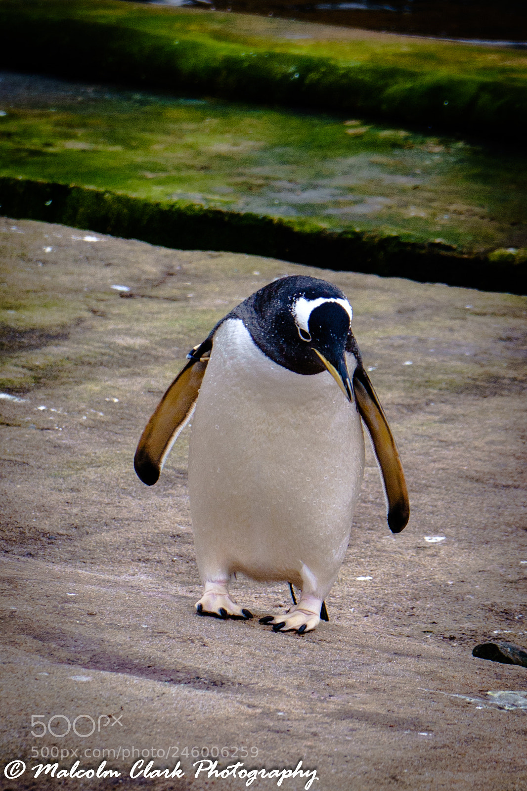 Sony a7 II sample photo. Penguin at edinburgh zoo photography