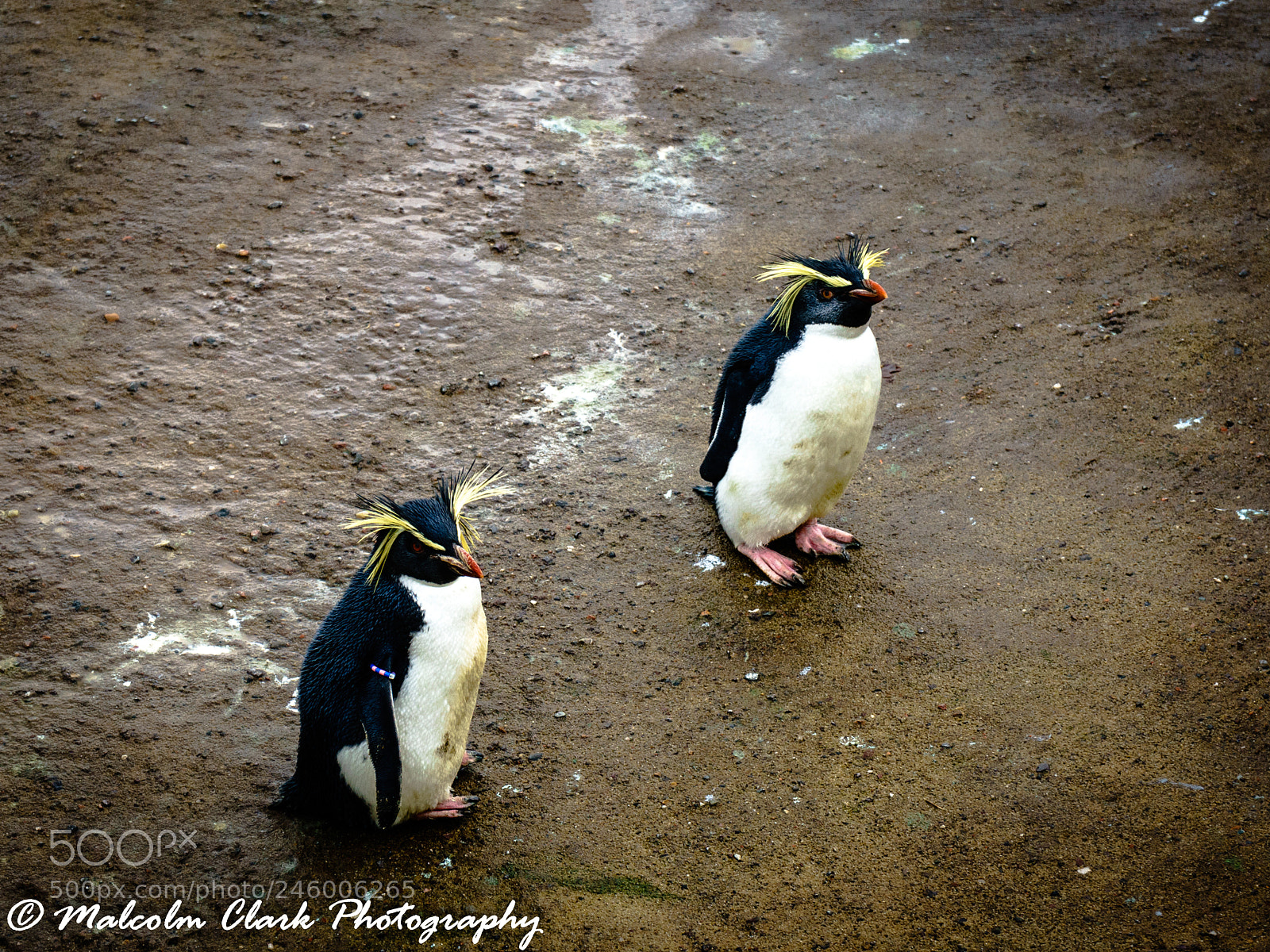 Sony a7 II sample photo. Penguin at edinburgh zoo photography
