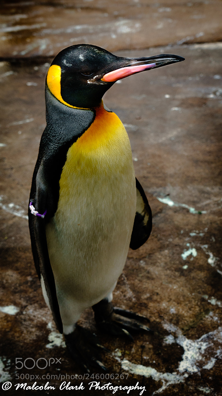 Sony a7 II sample photo. Penguin at edinburgh zoo photography