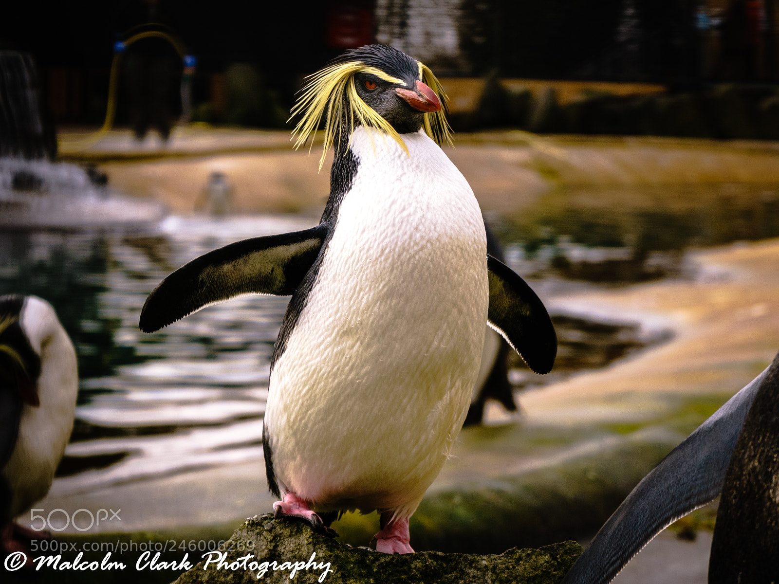 Sony a7 II sample photo. Penguin at edinburgh zoo photography
