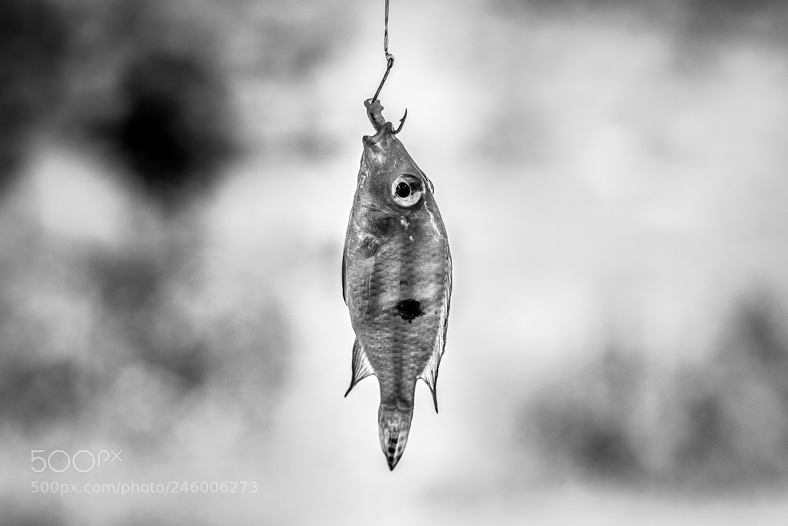 Canon EOS 60D sample photo. Fish! photography