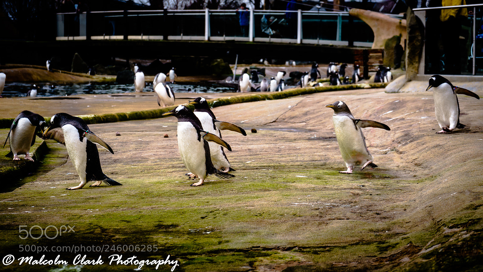 Sony a7 II sample photo. Penguin at edinburgh zoo photography