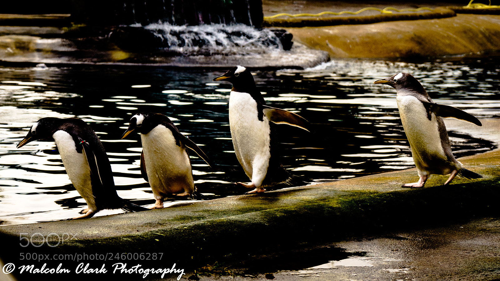 Sony a7 II sample photo. Penguin at edinburgh zoo photography