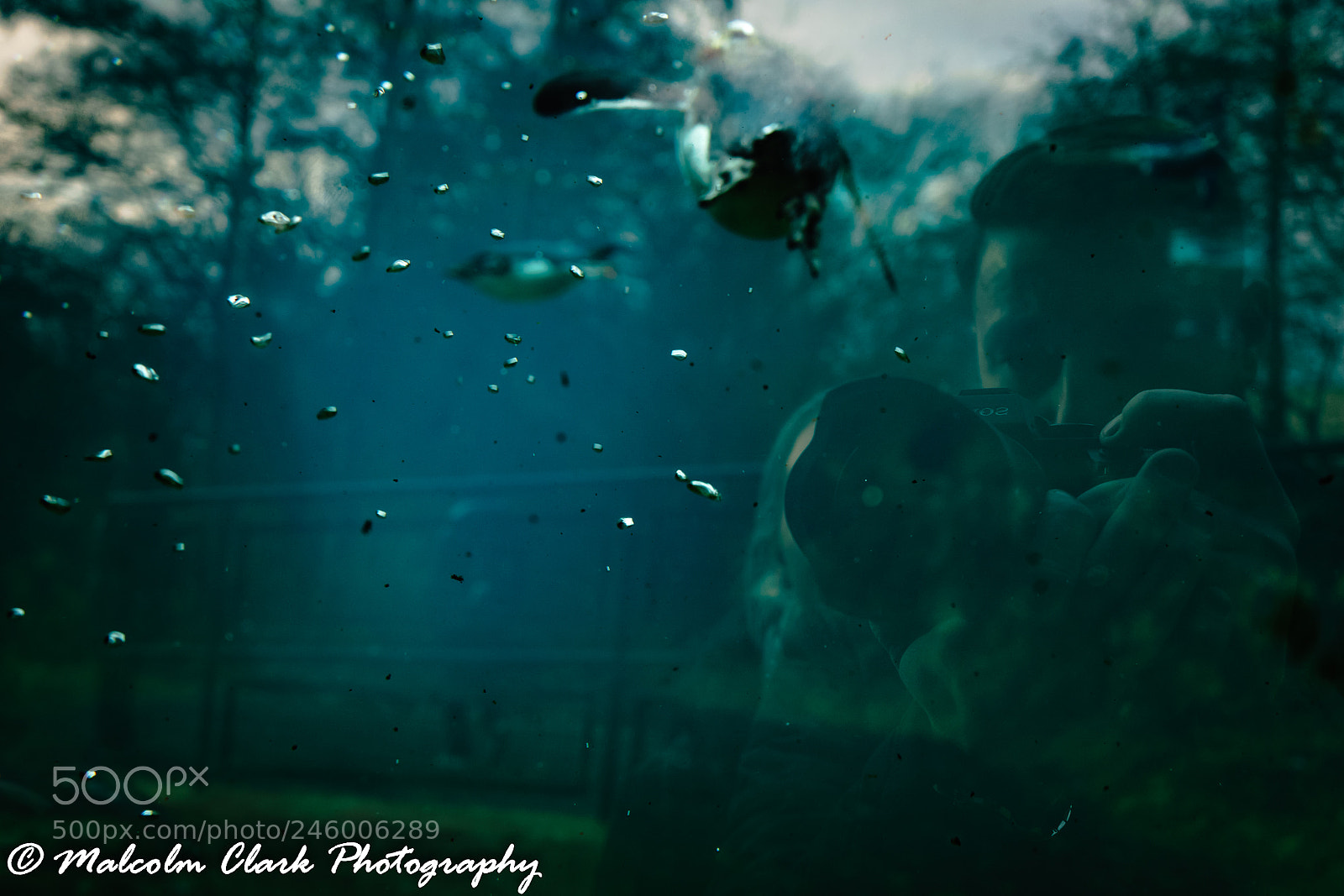Sony a7 II sample photo. Penguin at edinburgh zoo photography