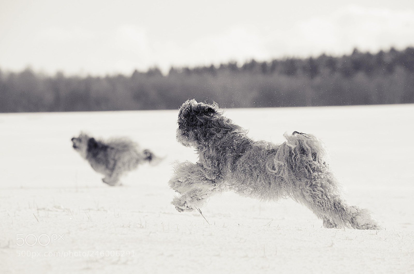 Nikon D5100 sample photo. Action photography