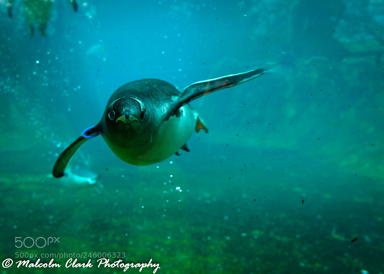 Sony a7 II sample photo. Penguin at edinburgh zoo photography