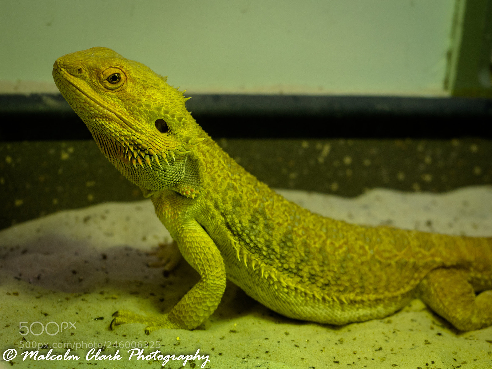 Sony a7 II sample photo. Bearded dragon edinburgh zoo photography