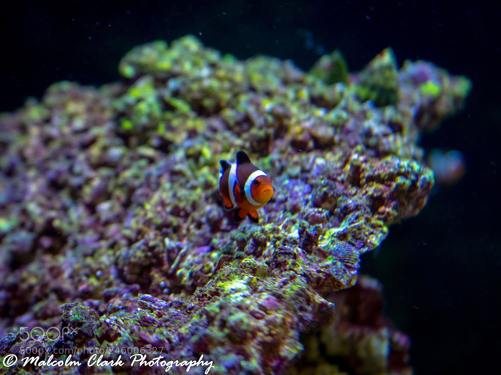 Sony a7 II sample photo. At edinburgh zoo photography