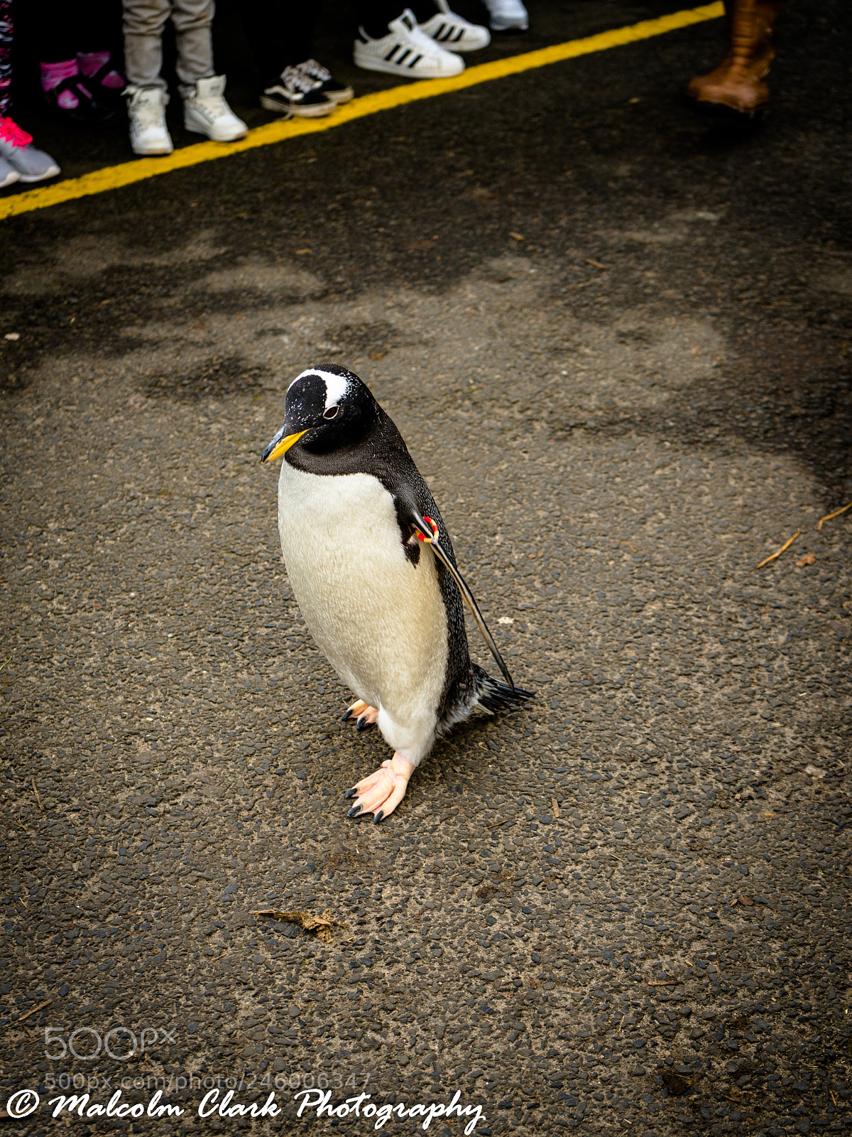 Sony a7 II sample photo. Penguin at edinburgh zoo photography